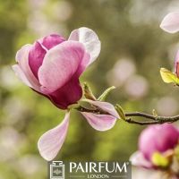 SINGLE PINK MAGNOLIA FLOWER IN BLOOM