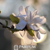 SUNLIT MAGNOLIA FLOWER ON A BRANCH