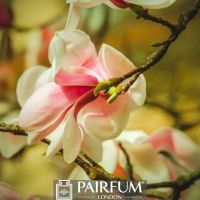 WHITE AND PINK MAGNOLIA FLOWER