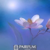 WHITE MAGNOLIA FLOWER ARTWORK