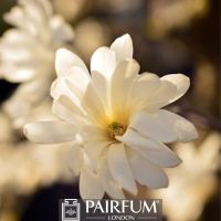 WHITE MAGNOLIA FLOWER HEAD