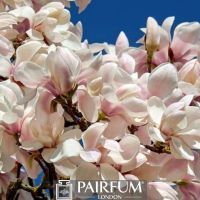 WHITE MAGNOLIA FLOWER PLANT