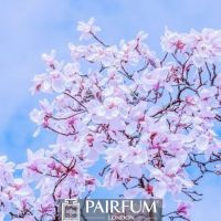 WHITE MAGNOLIA FLOWER TREE