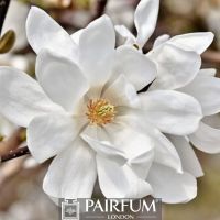 WHITE MAGNOLIA FLOWER