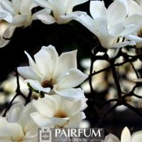 WHITE MAGNOLIA FLOWERS AGAINST BLACK BACKGROUND