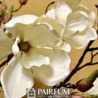 WHITE MAGNOLIA FLOWERS AGAINST CREAM BACKGROUND