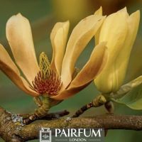 WHITE MAGNOLIA IN BLOOM