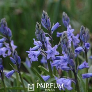 Wild Bluebells About To Bloom Wild Bluebells About To Bloom